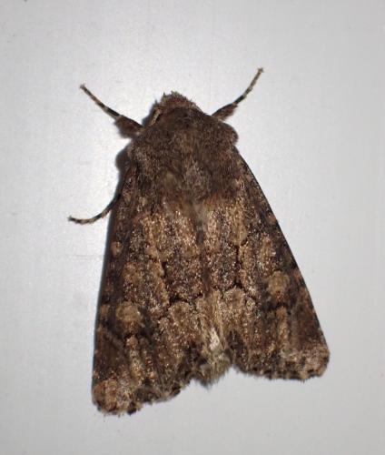 Réf. 297 584 : Luperina testacea